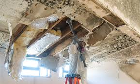 Professional Mold Prevention & Removal  in Briarcliff Manor, NY